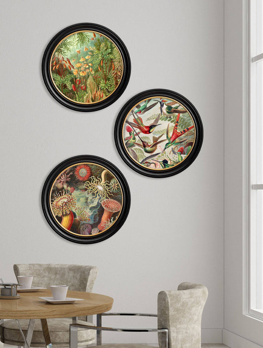 Buy c.1904 Haeckel Hummingbirds in Sustainable Oxford Round Wood Frame