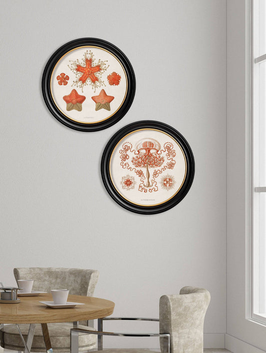 Buy c.1904 Haeckel Jellyfish Illustration in Sustainable Oxford Round Frame