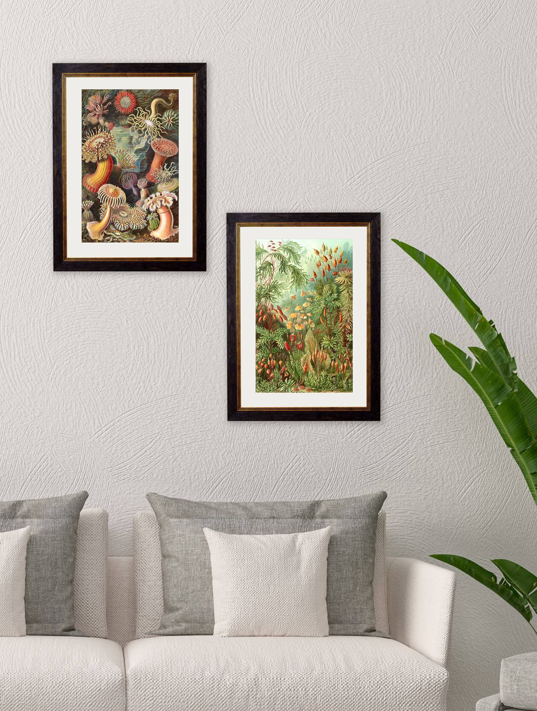 Buy c.1904 Haeckel Sea Anemones Print in Sustainable Wood Frame