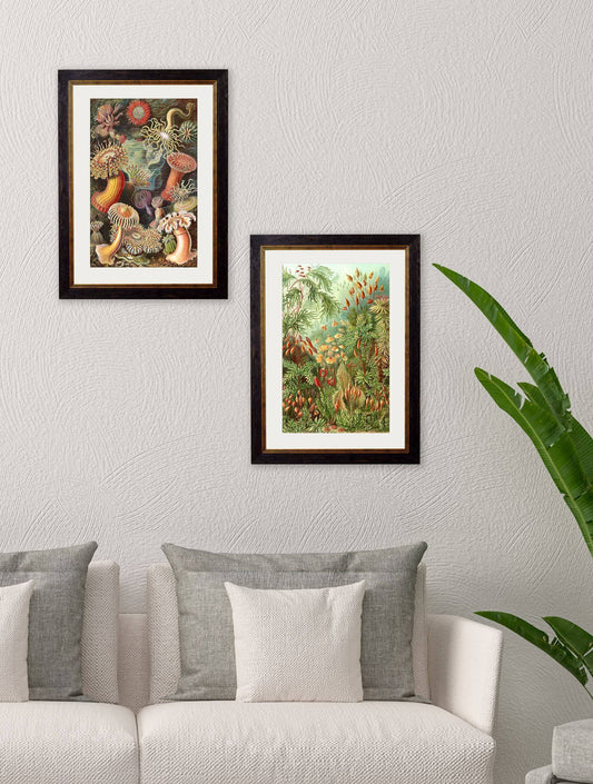 Buy c.1904 Haeckel Sea Anemones Print in Sustainable Wood Frame