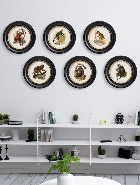 Buy c.1910 De Brazza's Guenon Illustration in Sustainable Oxford Round Frame