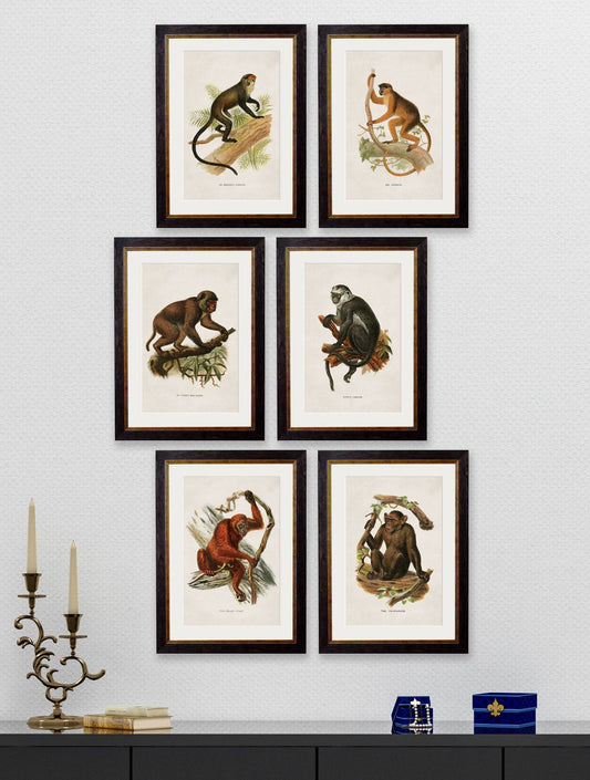 Buy c.1910 De Brazza's Guenon Illustration in Sustainable Oxford Slim Wood Frame