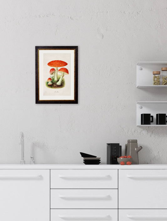 Buy c.1913 Fly Agaric Mushroom Illustration in Sustainable Oxford Slim Wood Frame