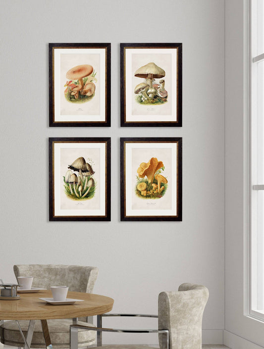 Buy c.1913 Golden Chanterelle Illustration in Sustainable Oxford Slim Wood Frame