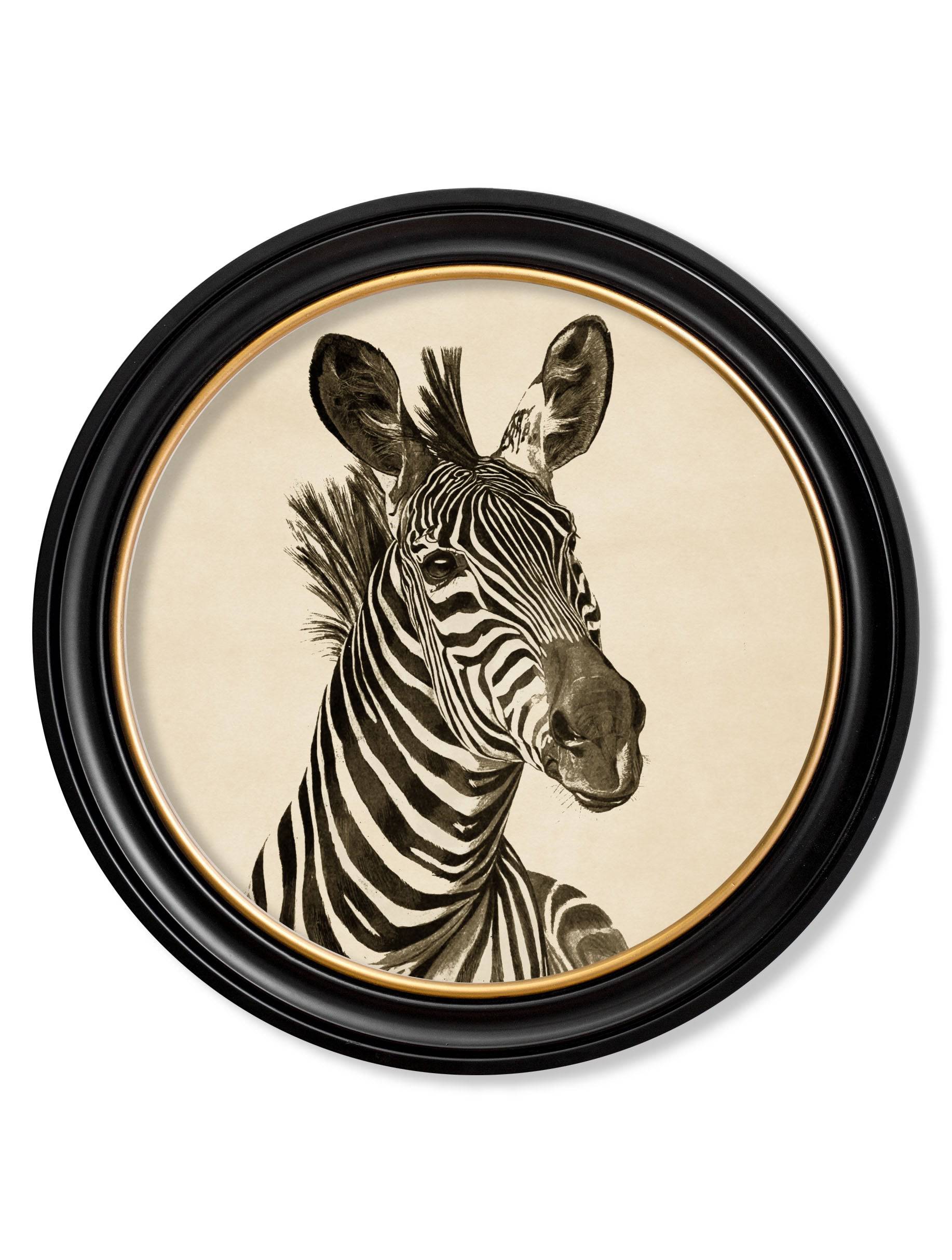 Buy dark background zebra antique illustration round frame UK
