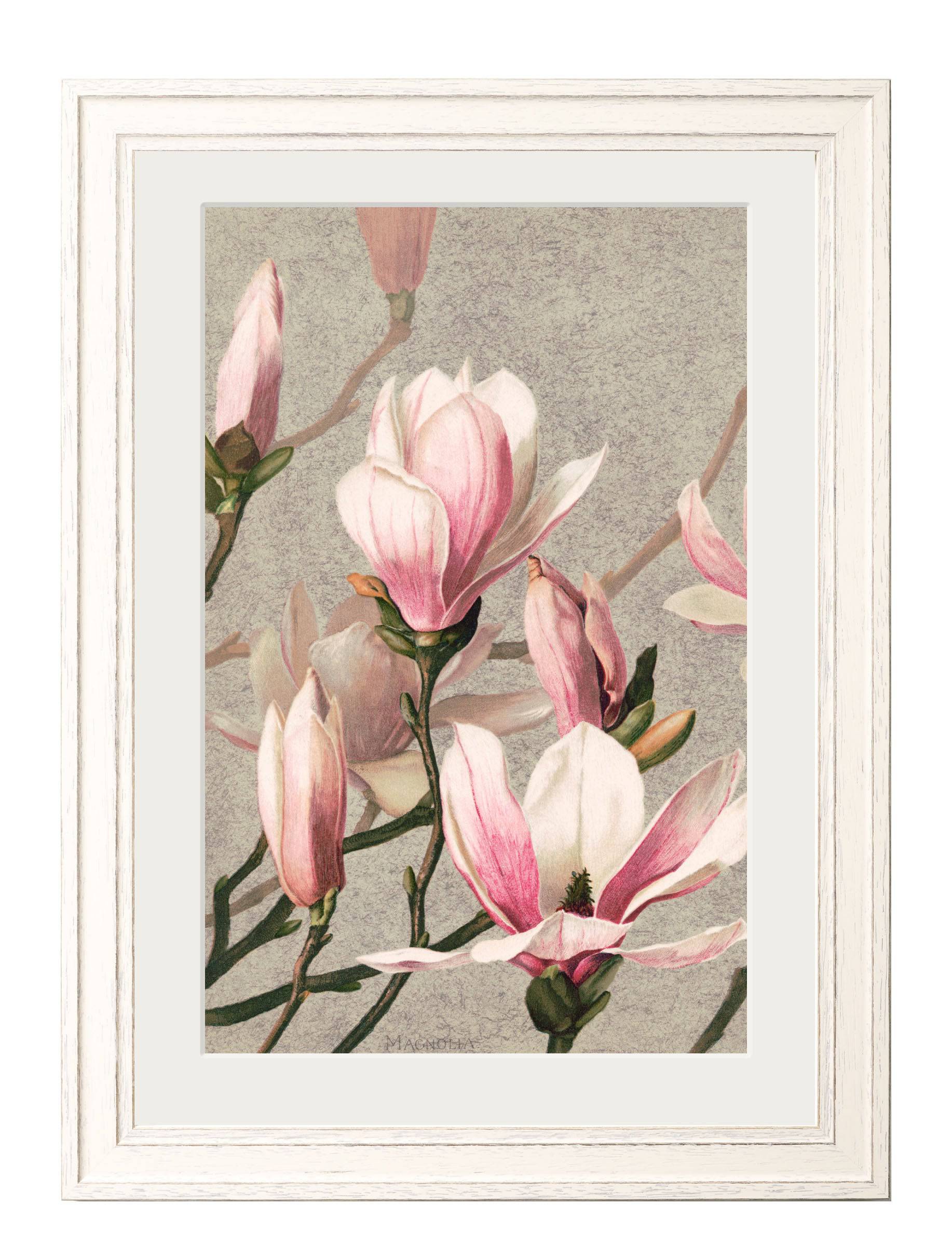 Buy digitally remastered botanical Magnolia Tulip Poppies framed art UK
