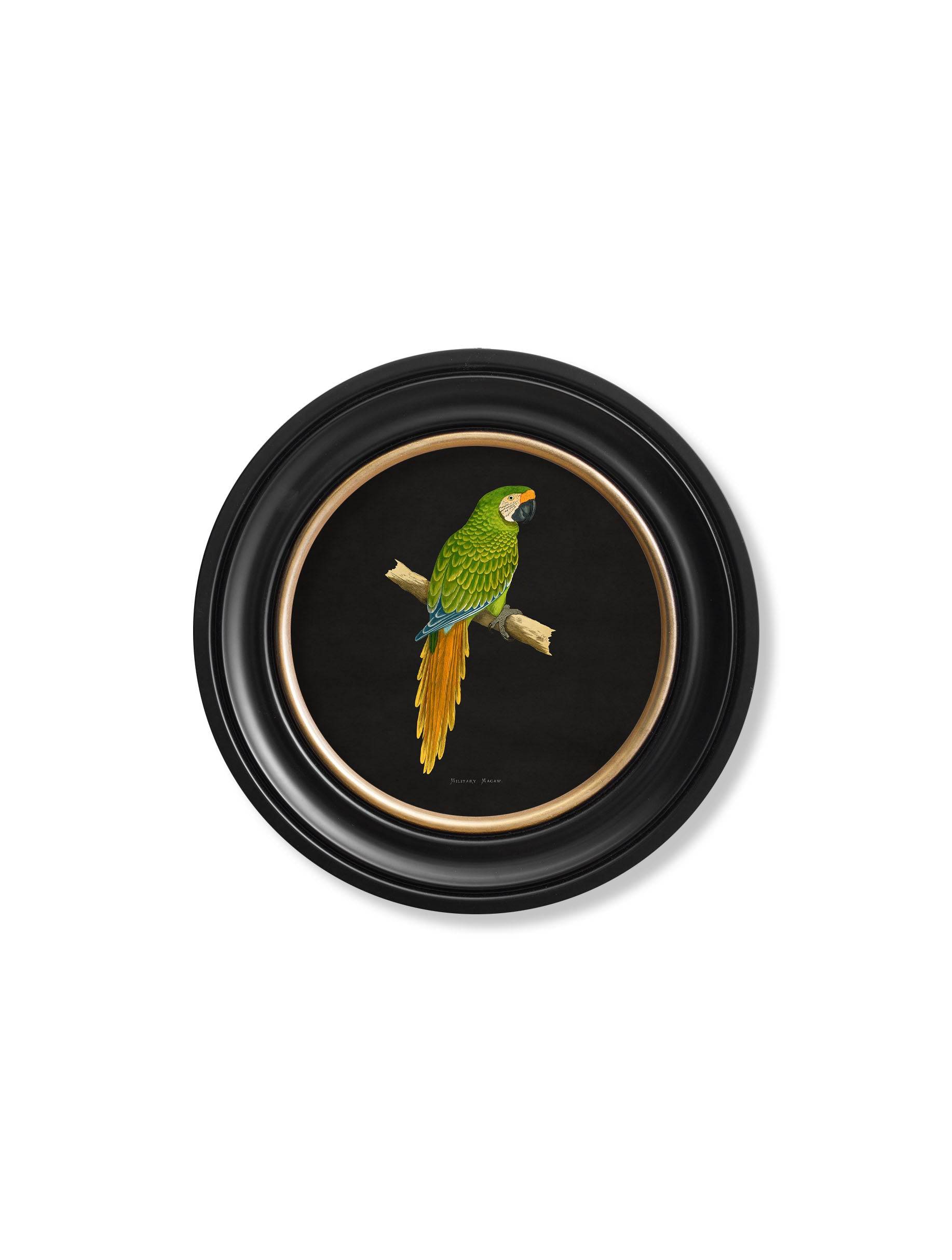 Buy online UK Hyacinthe Macaw round framed print Lancashire made