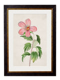 Buy remastered 1780 botanical illustration framed print 38x50cm UK
