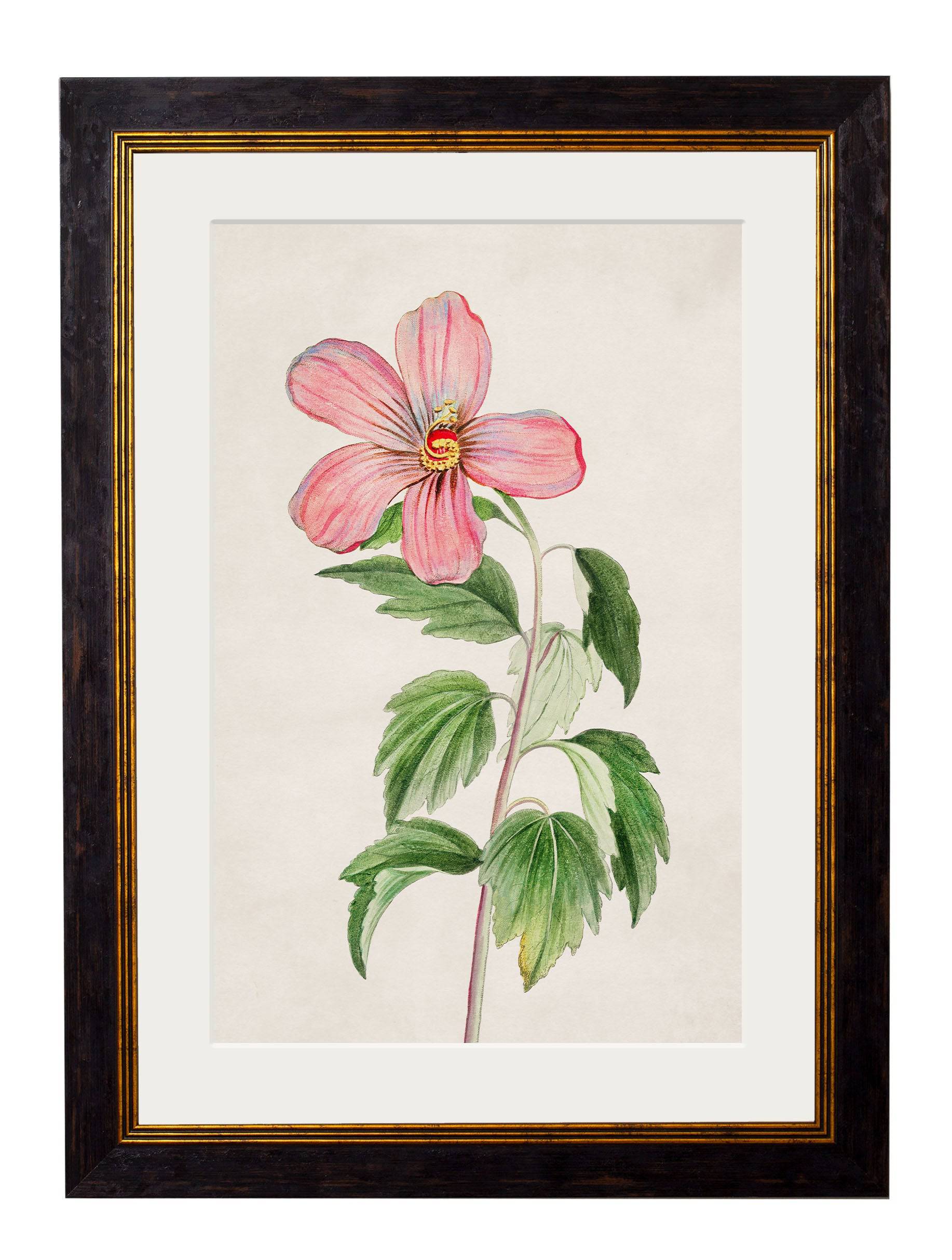 Buy remastered 1780 botanical illustration framed print 38x50cm UK
