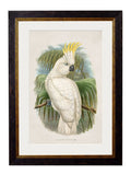 Buy right facing cockatoo ornithological art Britain
