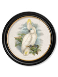 Buy right facing cockatoo vintage print Oxford Round frame