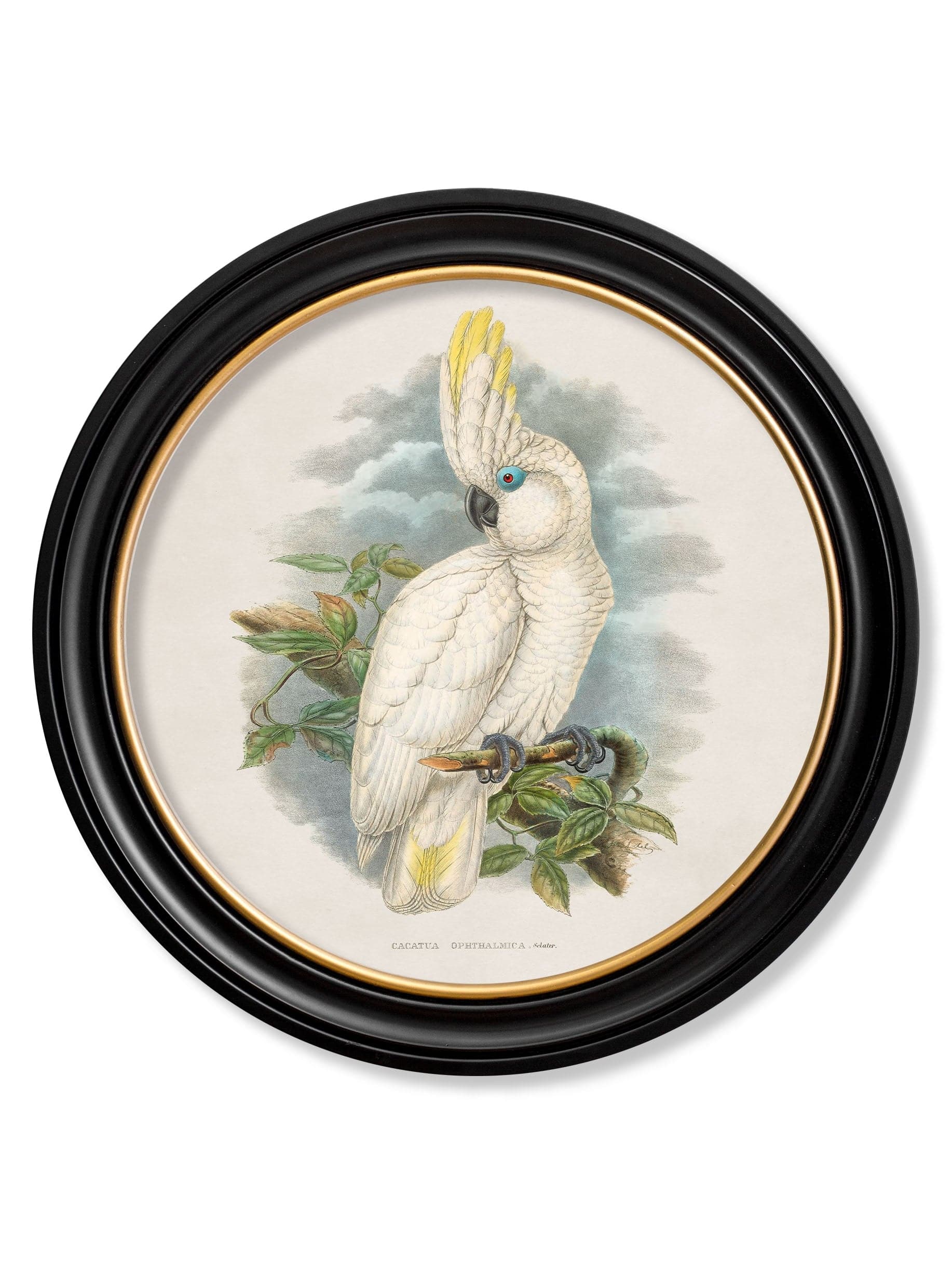 Buy right facing cockatoo vintage print Oxford Round frame