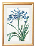Buy sustainable gold slim framed botanical art Britain