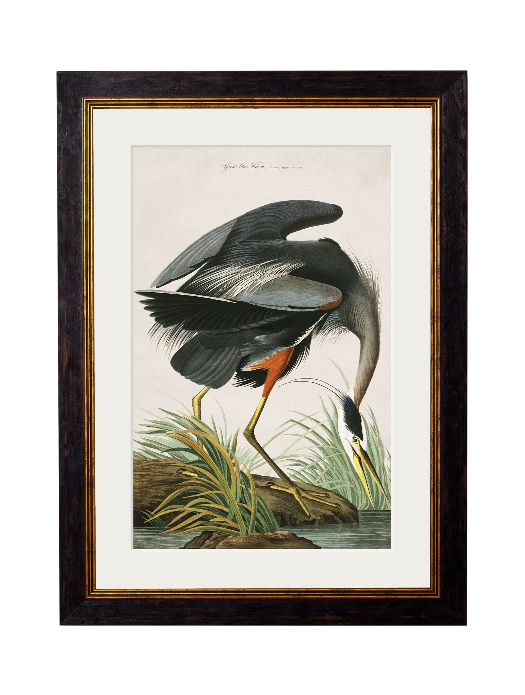 Buy sustainable wood framed bird art prints Britain