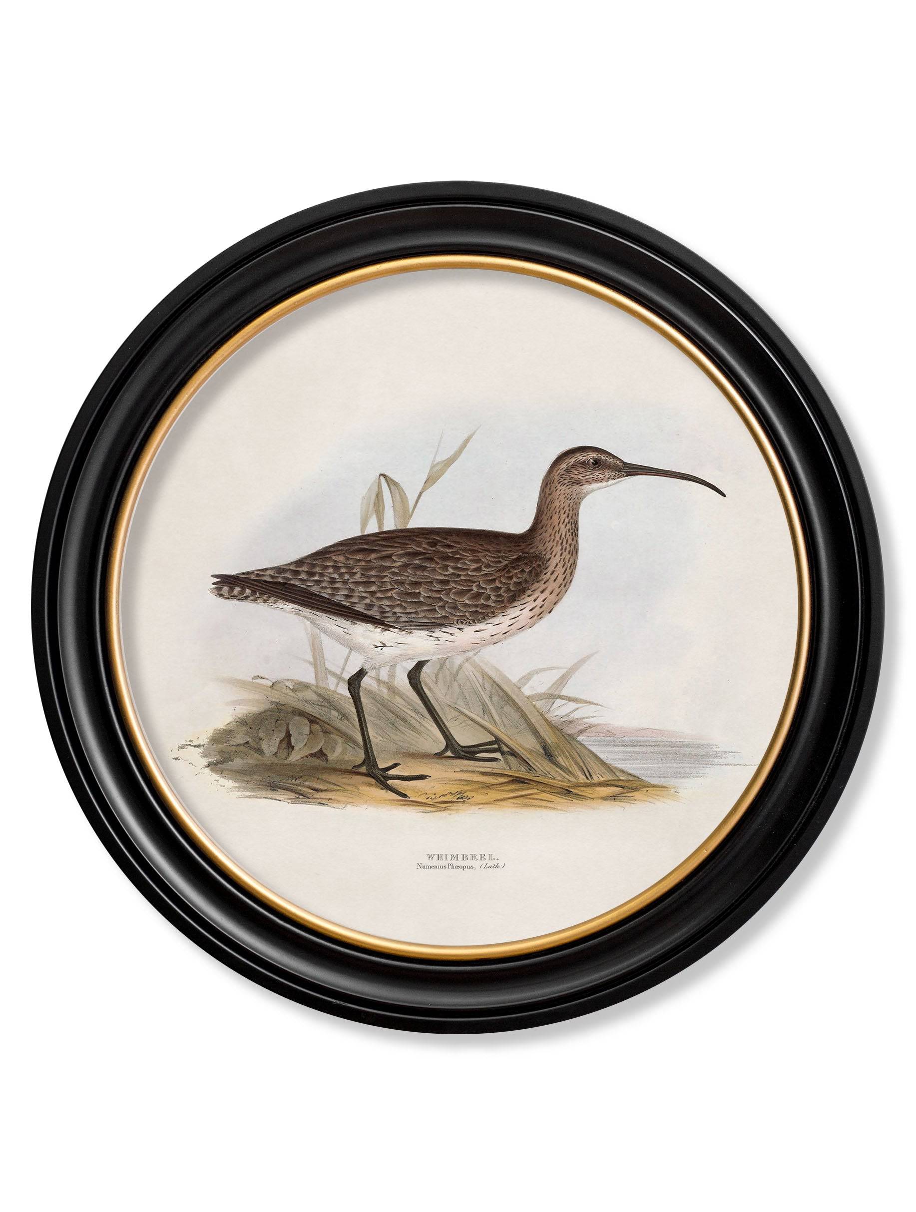 C.1837's British Coastal Birds Greenshank round framed print order online UK
