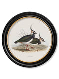 C.1837's British Coastal Birds Round Frame Oystercatcher for sale UK
