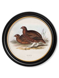 C.1837's British Game Birds Round Frame Woodcock framed print for sale UK
