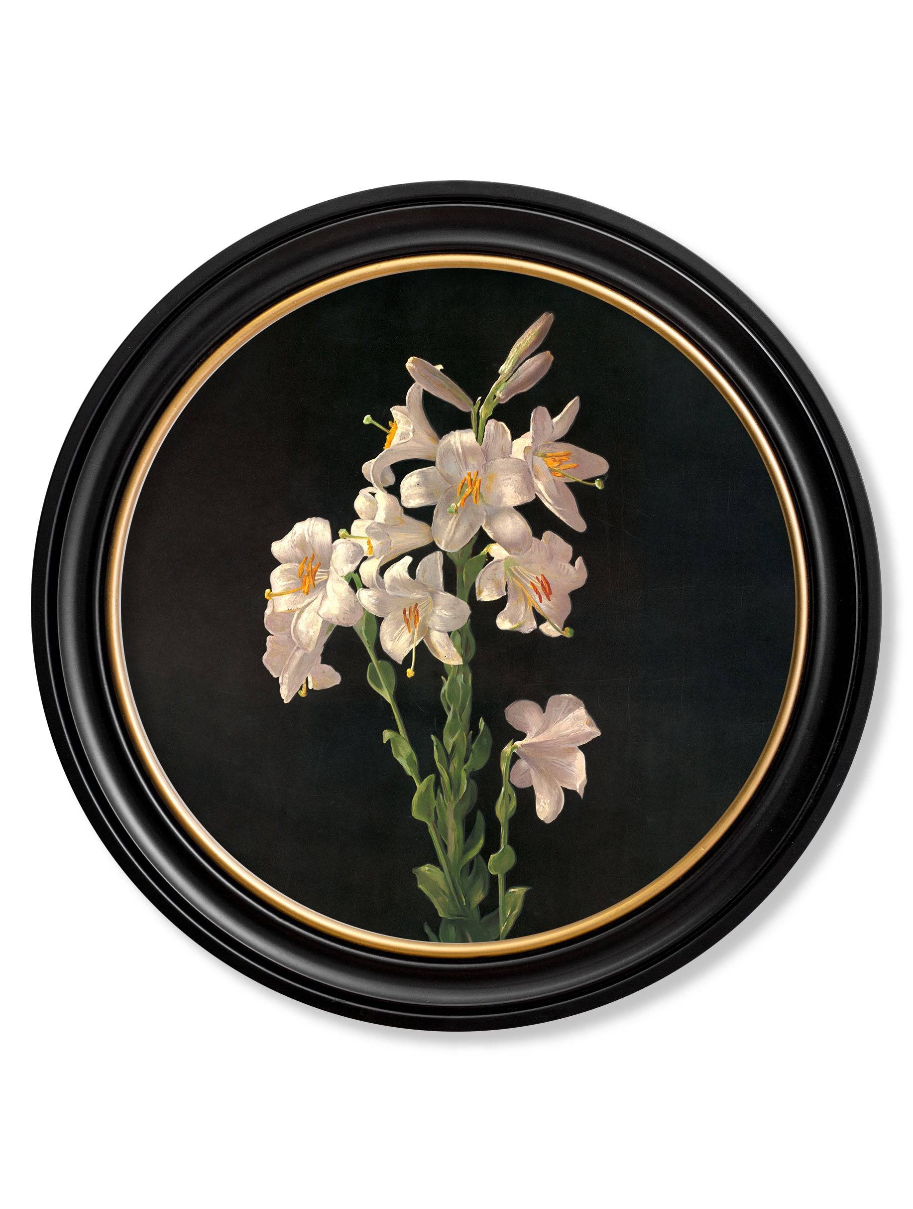 C.1874 George Cochran Lambdin Lillys Round Frame Calla Lilly for sale UK
