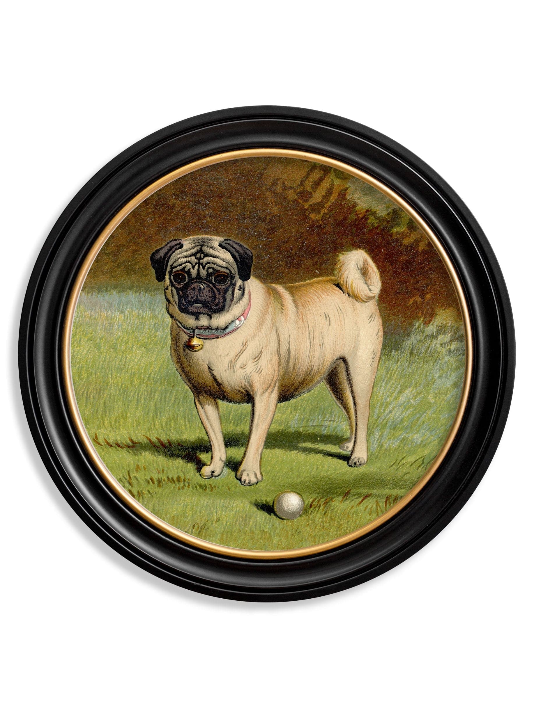 C.1881 Dogs Round Frame Toy Spaniel framed print for sale UK
