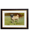 C.1881 Dogs collection of four framed prints for sale UK
