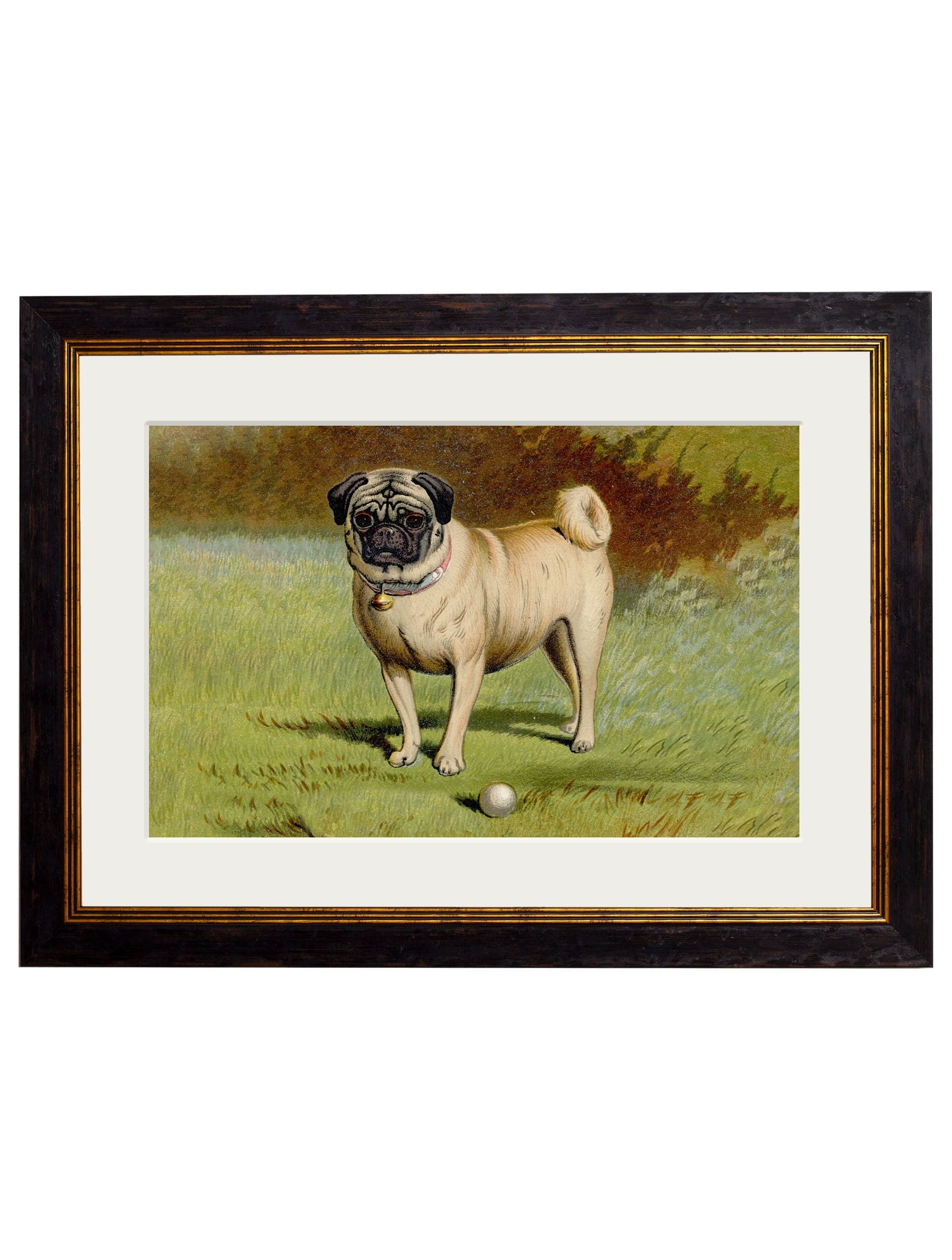 C.1881 Dogs collection of four framed prints for sale UK
