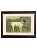 C.1881 Terriers Fox Terrier Irish Terrier set of two for sale UK
