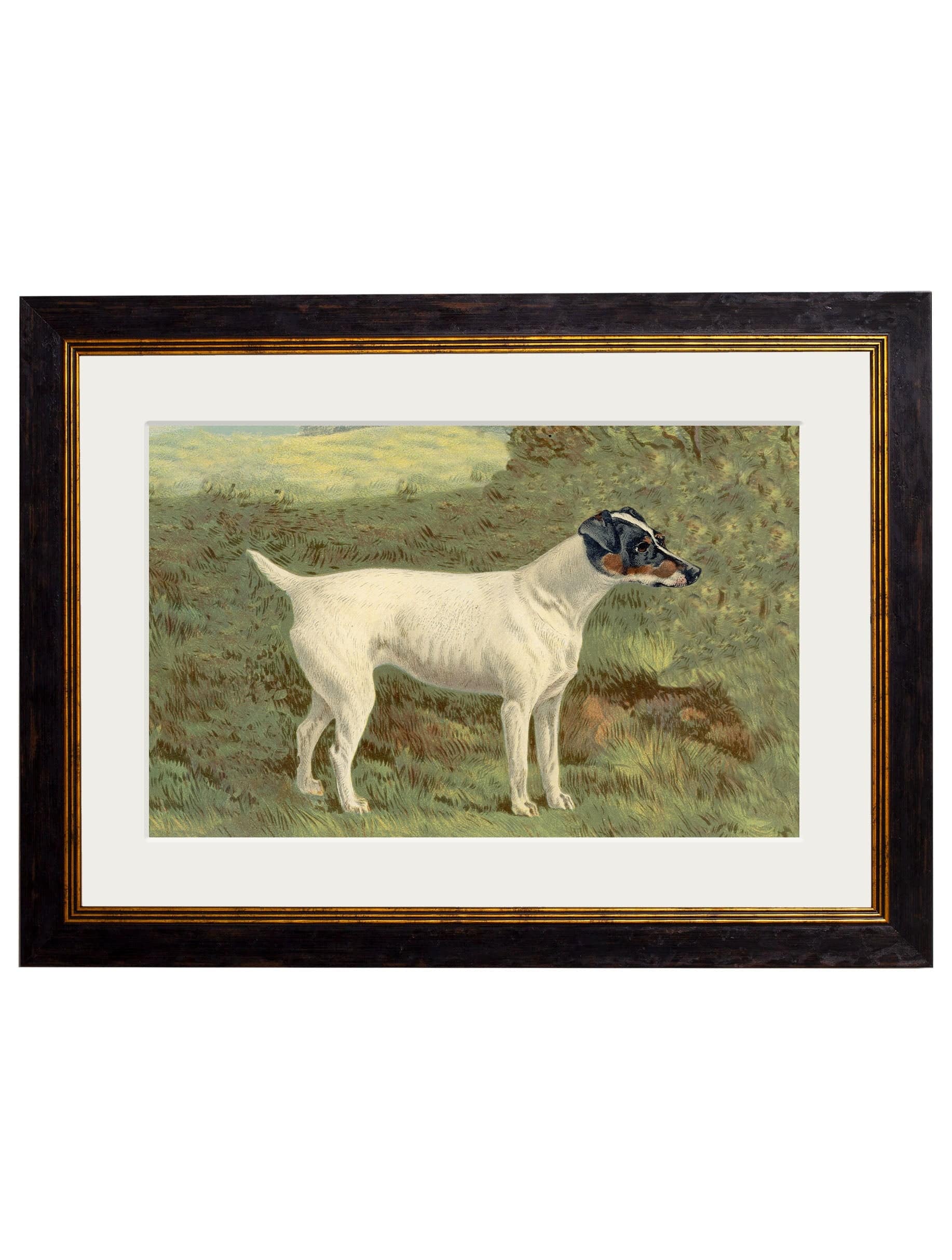 C.1881 Terriers Fox Terrier Irish Terrier set of two for sale UK

