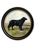 C.1881 Working Dogs Round Frame Irish Setter print for sale UK
