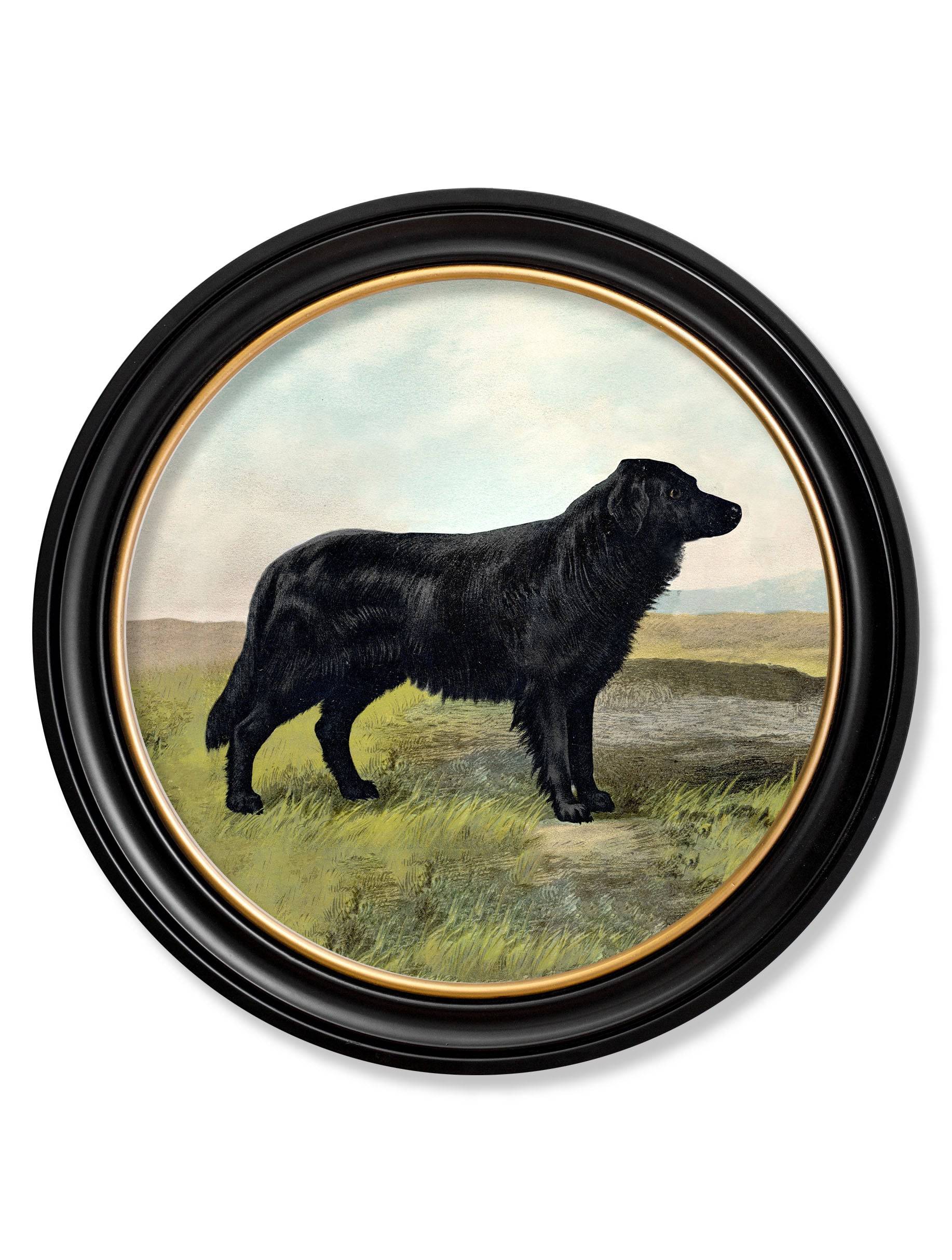 C.1881 Working Dogs Round Frame Irish Setter print for sale UK
