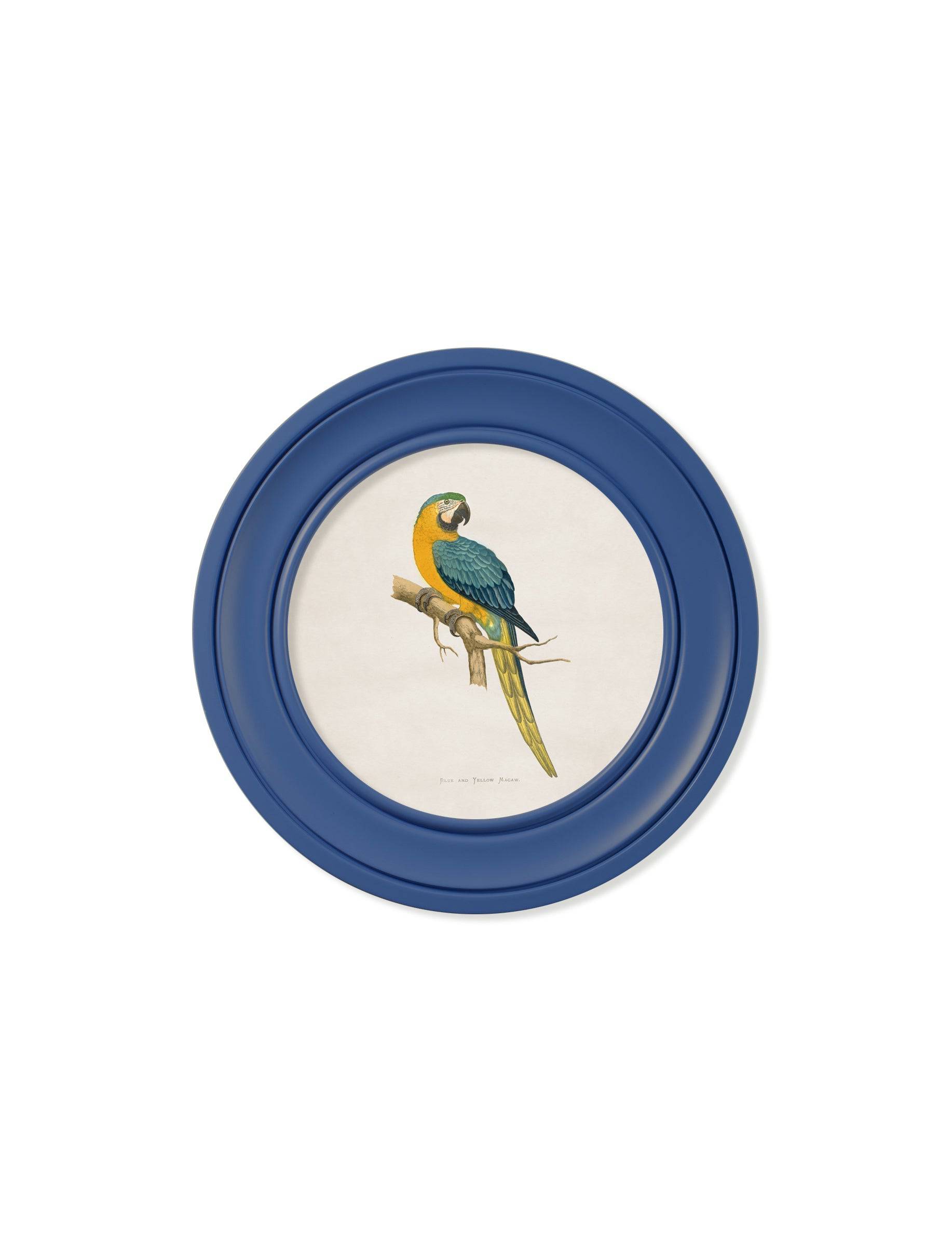 C.1884 Collection of Macaws in Round Frames Blue