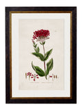 c.1837 British Flowering Plants - Blythe Living