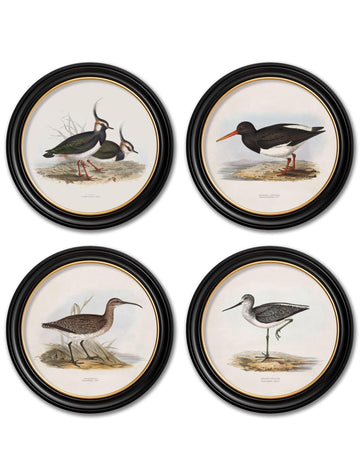 c.1837's British Coastal Birds - Round - Blythe Living