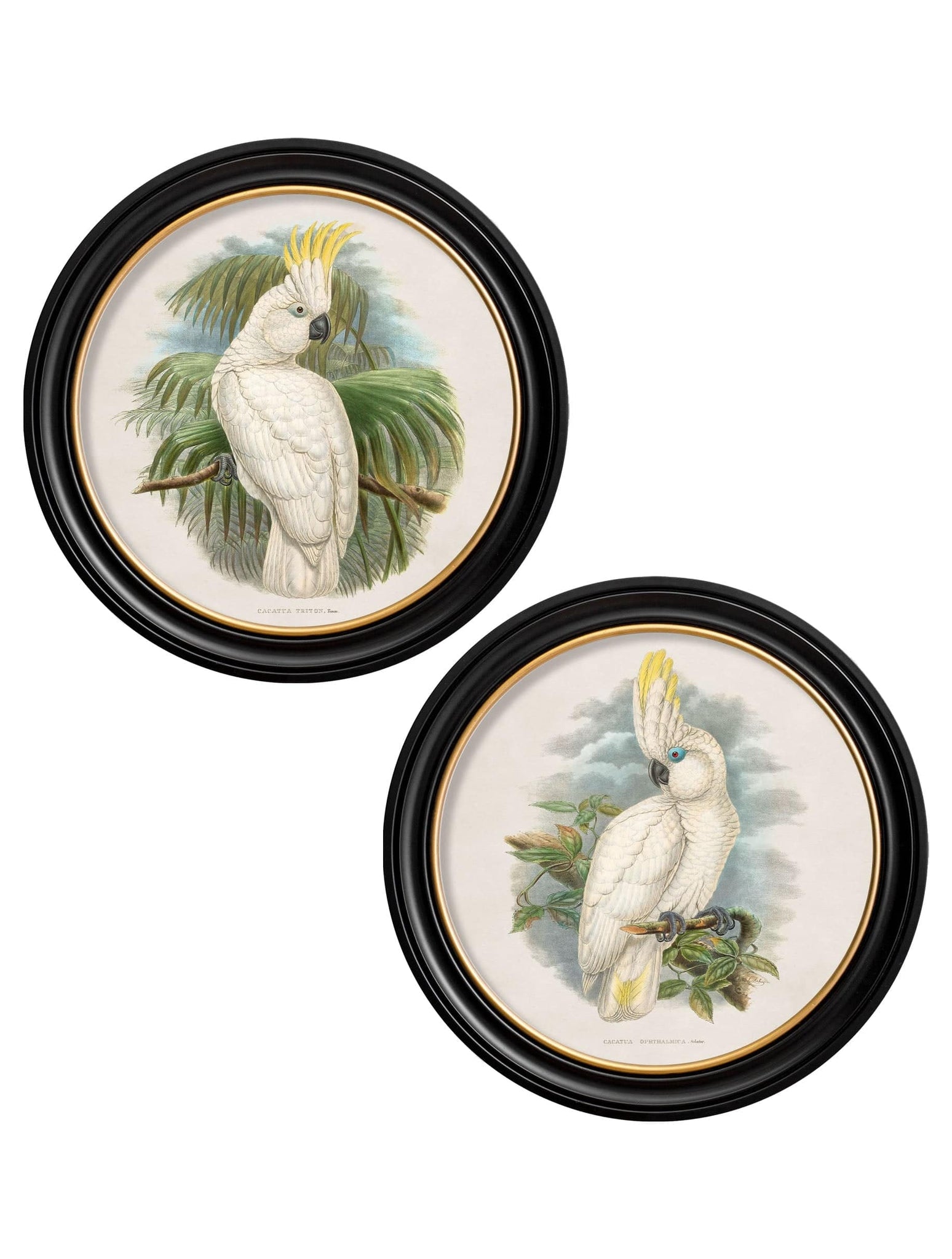 c.1875 Cockatoos - Round Frames - Blythe Living