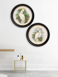 c.1875 Cockatoos - Round Frames - Blythe Living