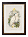 c.1875 Cockatoos - Blythe Living