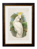 c.1875 Cockatoos - Blythe Living