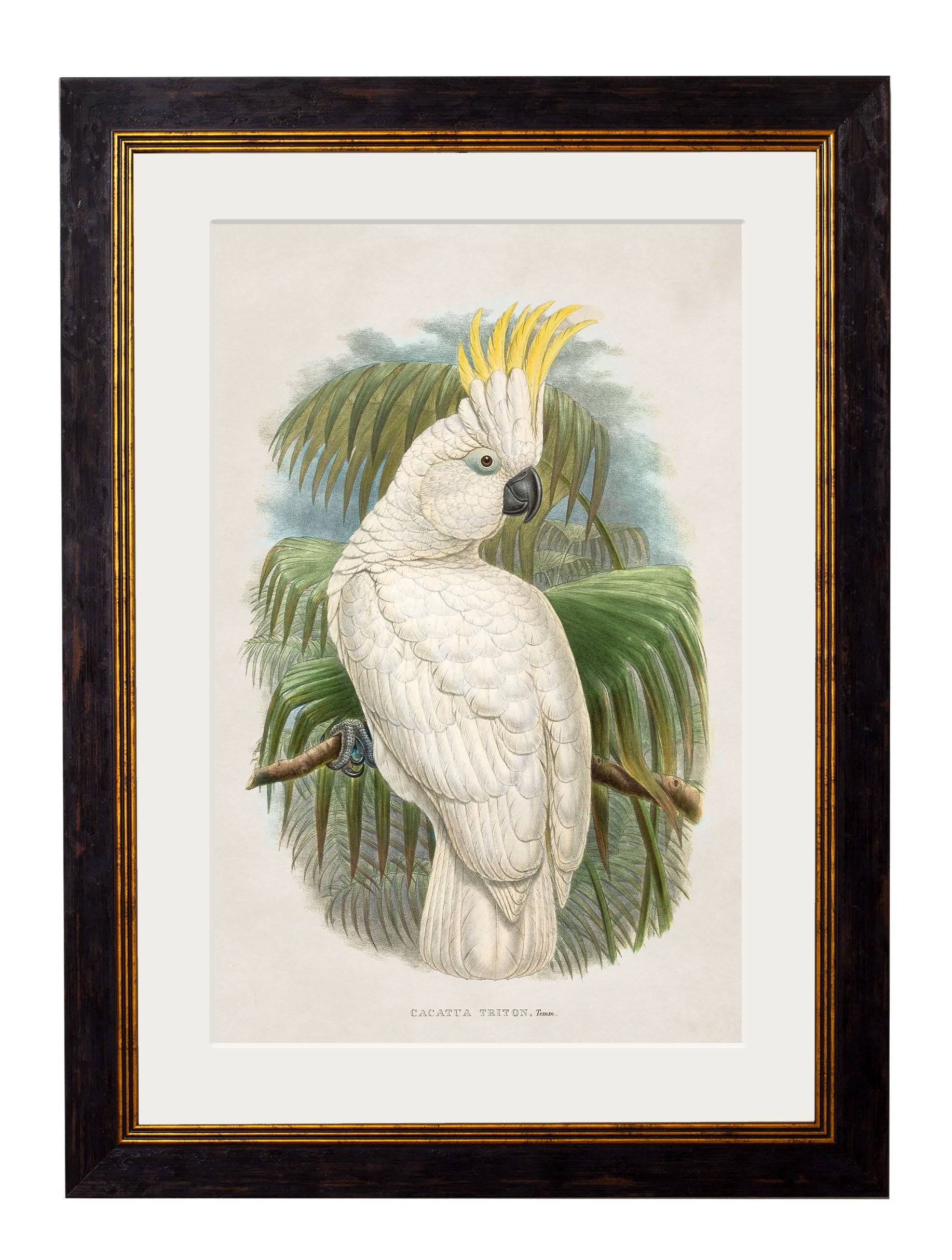 c.1875 Cockatoos - Blythe Living