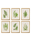 Collection of 6 Ferns