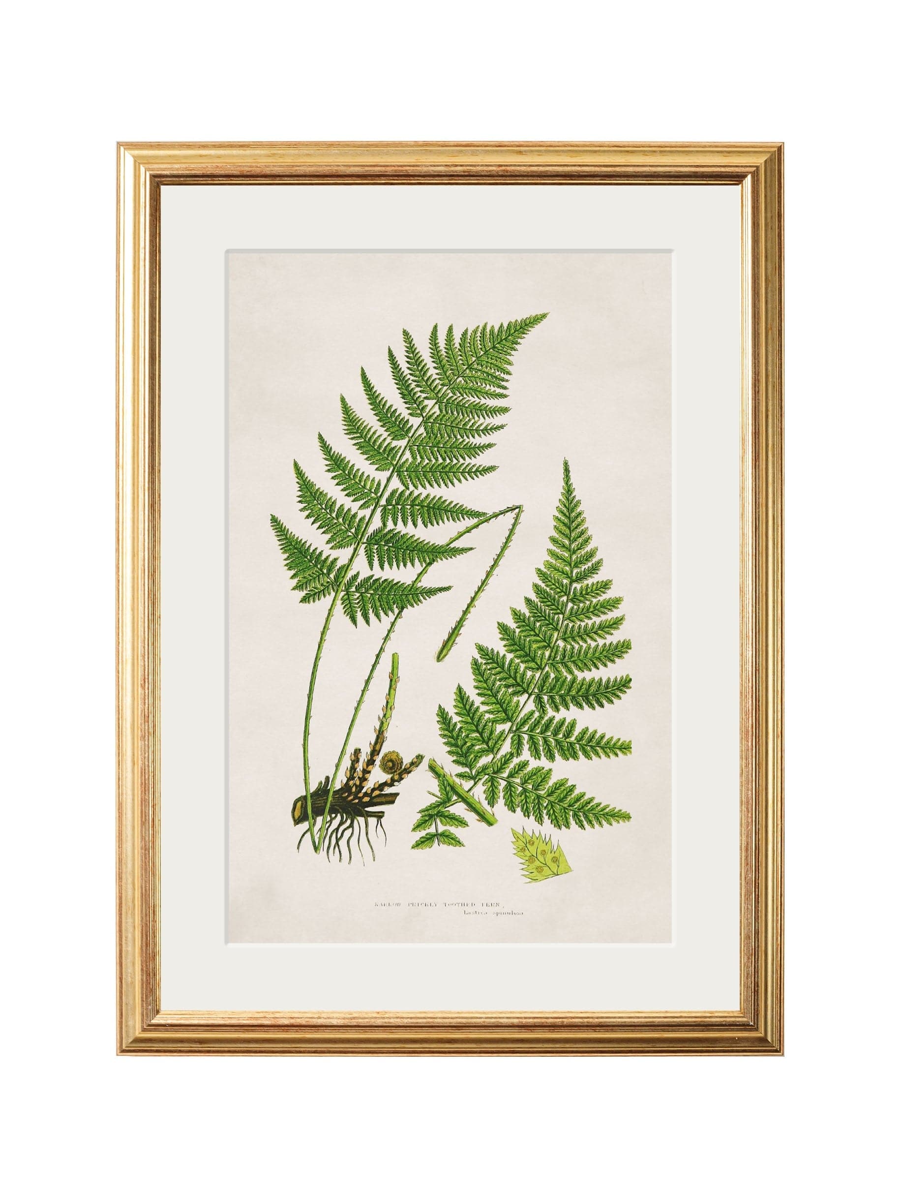 Collection of 6 Ferns for sale 
