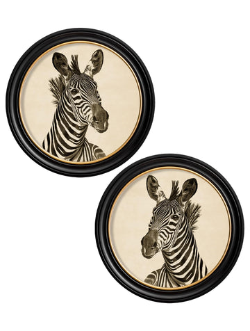 c1890 Zebra Illustrations in Round Frame - Dark - Blythe Living