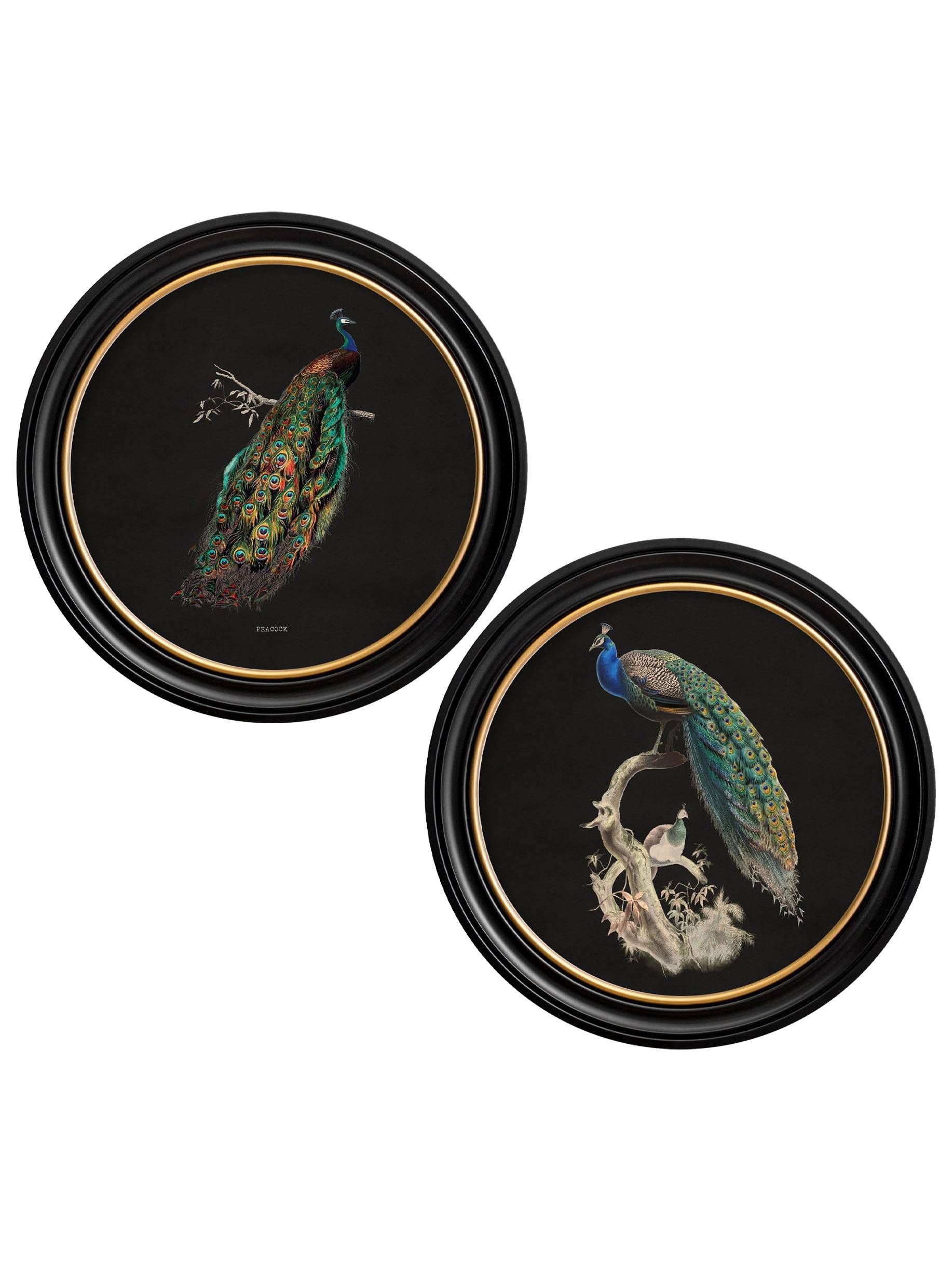 c.1847 Peacocks in Round Frames - Dark - Blythe Living