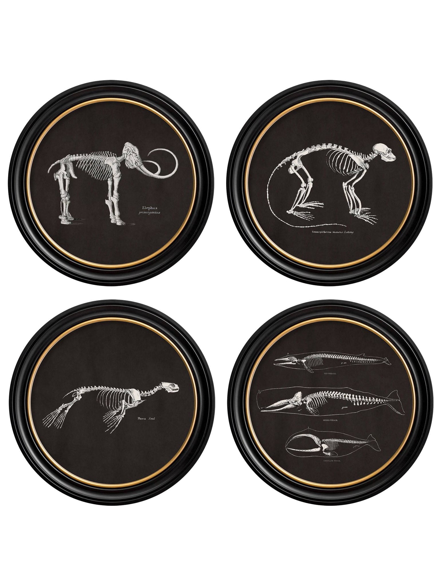 c.1870 Anatomical Skeletons - Dark - Round Frames - Blythe Living