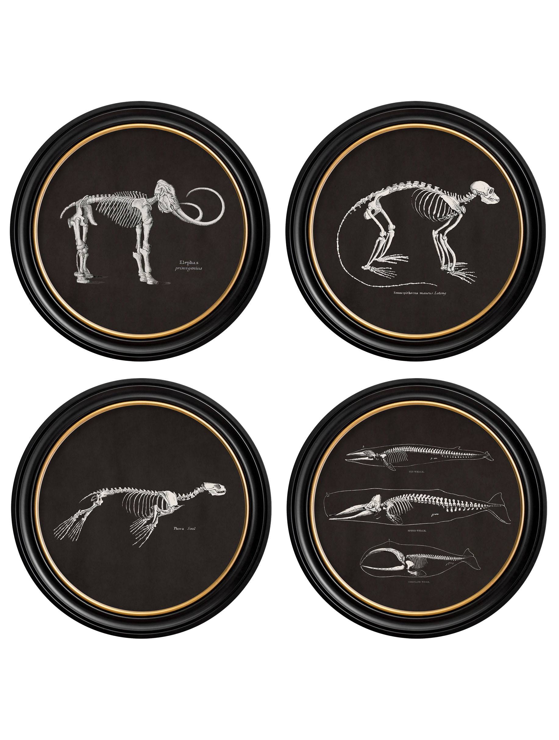 c.1870 Anatomical Skeletons - Dark - Round Frames - Blythe Living