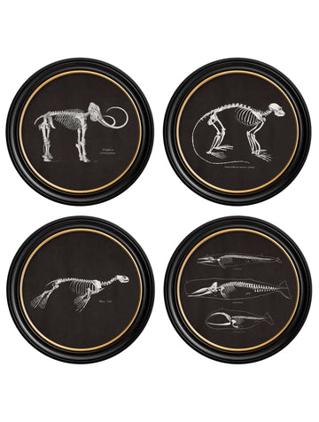 c.1870 Anatomical Skeletons - Dark - Round Frames - Blythe Living
