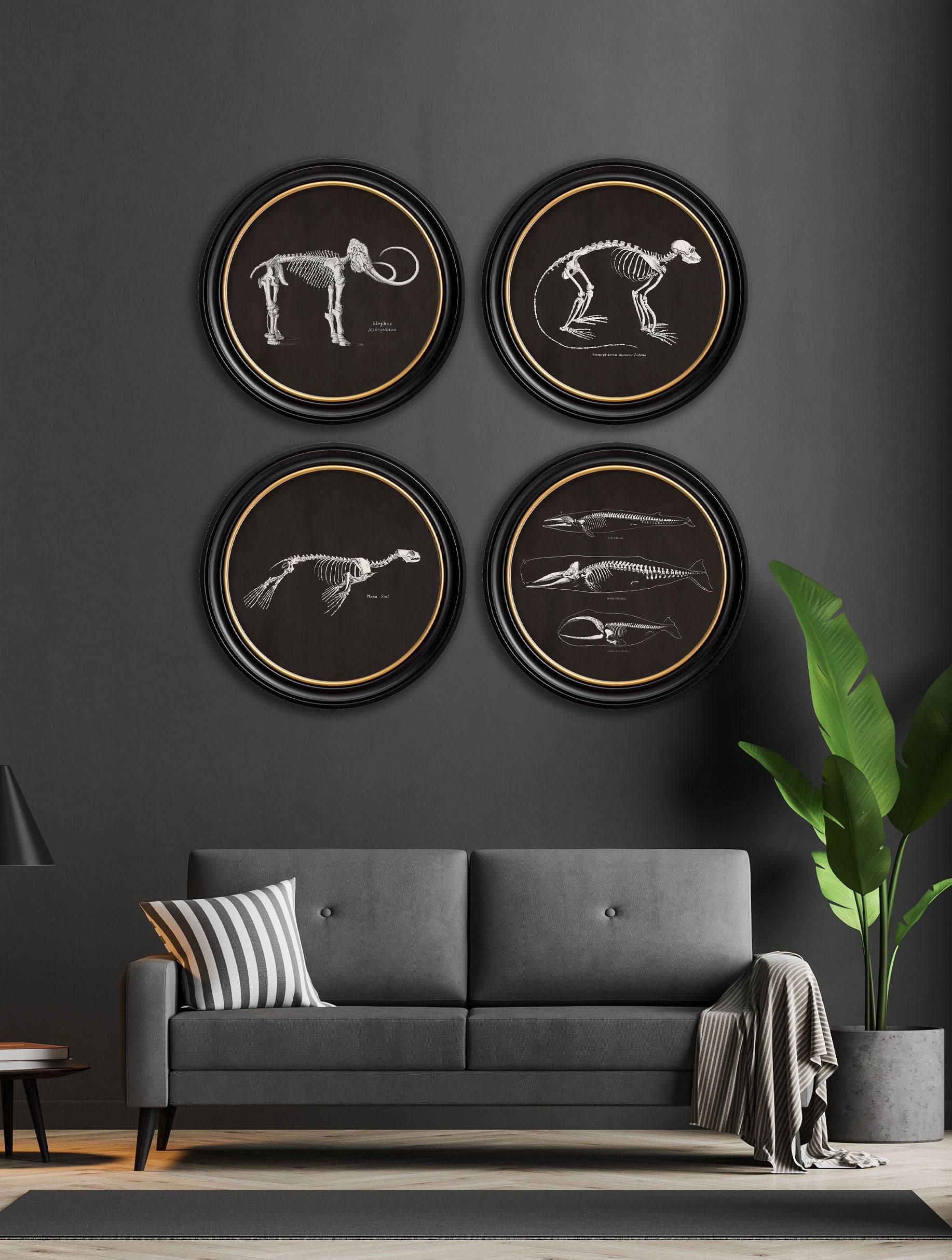 c.1870 Anatomical Skeletons - Dark - Round Frames - Blythe Living