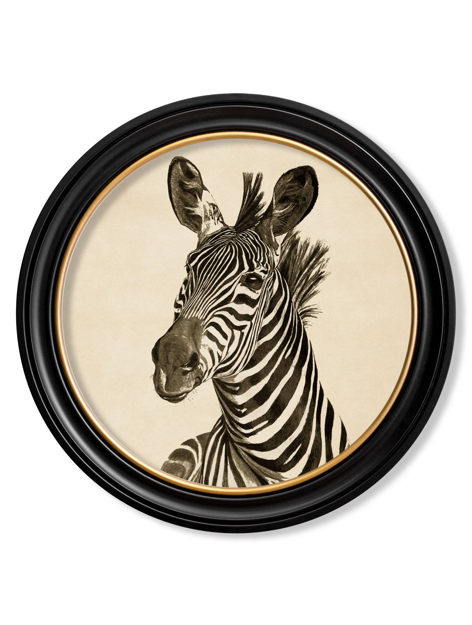 c1890 Zebra Illustrations in Round Frame - Dark - Blythe Living