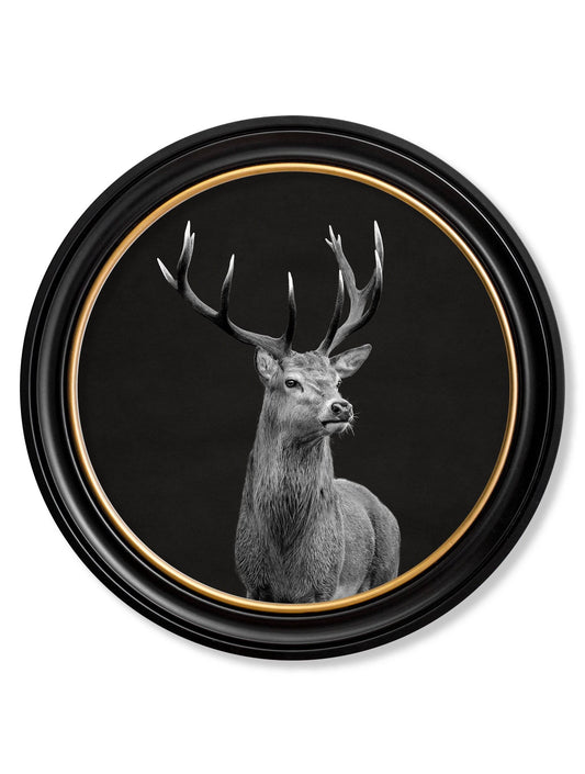 Wildlife Photography - Red Deer - Round Frame - Blythe Living