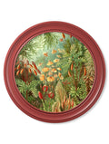 Discover Haeckel sea anemones mosses archival prints red round frames
