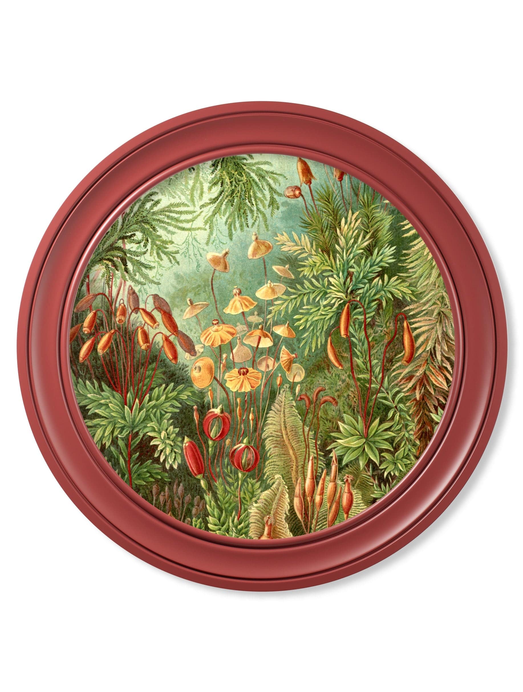 Discover Haeckel sea anemones mosses archival prints red round frames
