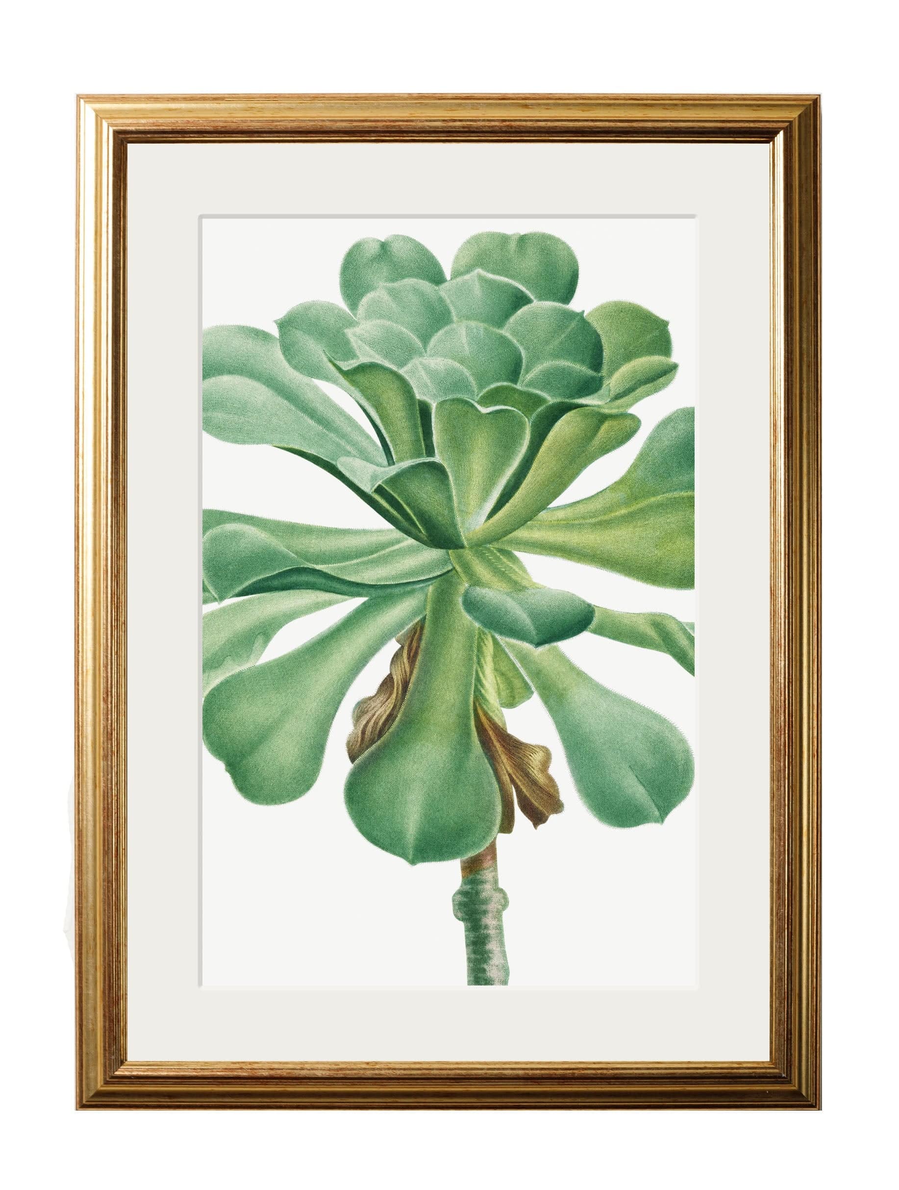 Discover antique hand-coloured botanical prints gold slim framed Blythe Living
